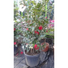 Cammelia japonica